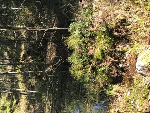 Forest in the spring Stock Photos