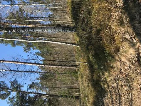 Forest in the spring Stock Photos