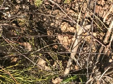 Forest in the spring Stock Photos