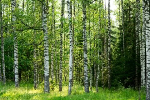 Forest in spring Stock Photos