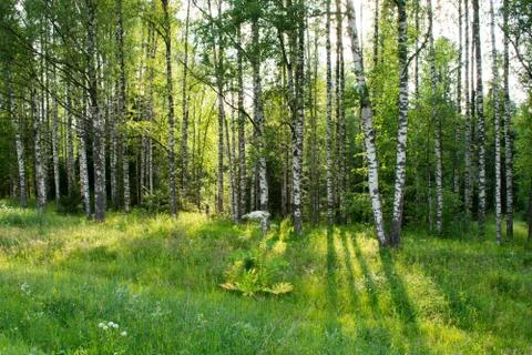 Forest in spring Stock Photos