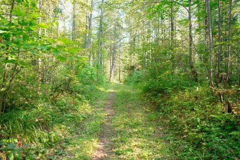 Forest in spring Stock Photos