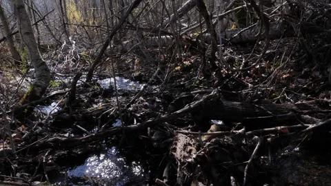 Forest Spring River Stock Footage 272931840