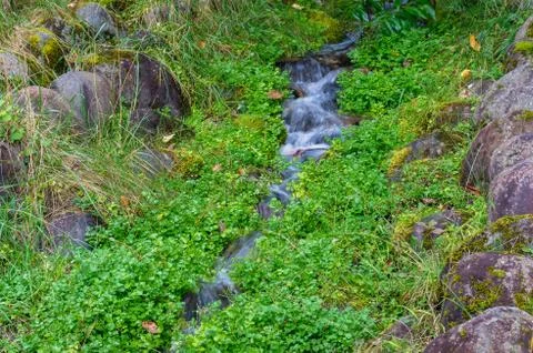 Forest spring, stream with green grass and rocks Stock Photos