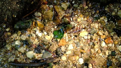 Forest spring, stream, small river. close-up, top view. water Stock Footage 279001756