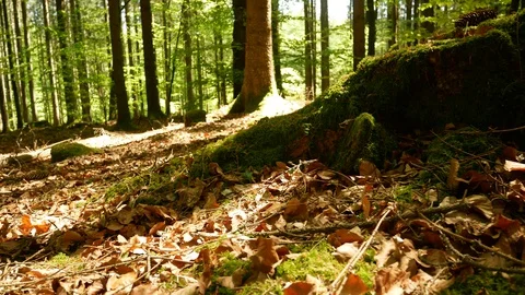 In the Forest in Spring / Summer 動画素材 129312824