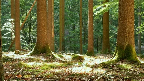 Forest in spring / summer still-shot with bugs and sun 動画素材 109271246