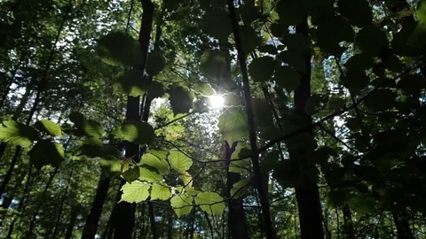 Forest spring sunny background Video stock 83159116