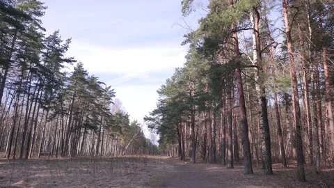 Forest in spring. A sunny day Stock Footage 73769180