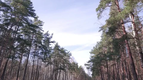 Forest in spring. A sunny day Stock Footage 73769228