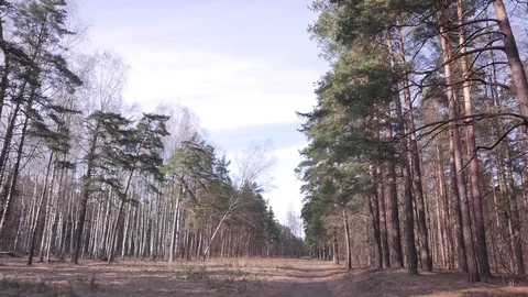 Forest in spring. A sunny day 動画素材 73769349