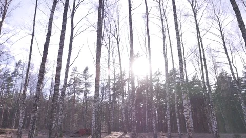 Forest in spring. A sunny day Stock Footage 73769385