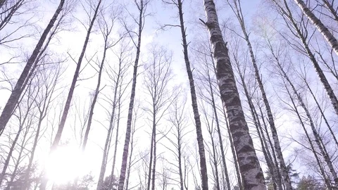 Forest in spring. A sunny day Stock Footage 73769447