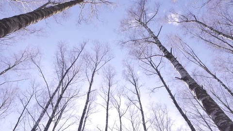 Forest in spring. A sunny day 動画素材 73769528