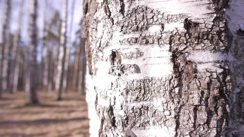 Forest in spring. A sunny day Stock Footage 73769619