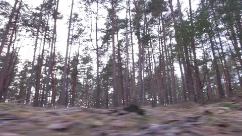 Forest in spring. A sunny day Stock Footage 73769791