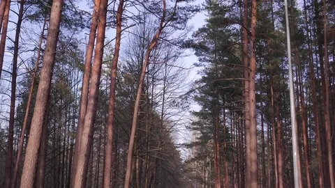 Forest in spring. A sunny day 库存影片 73770238