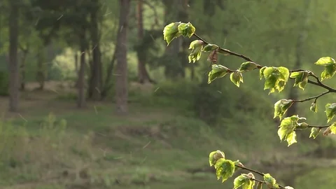 Forest Spring Sunset Stock Footage 75908463