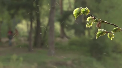Forest Spring Sunset Two Silhouettes Stock Footage 76384348