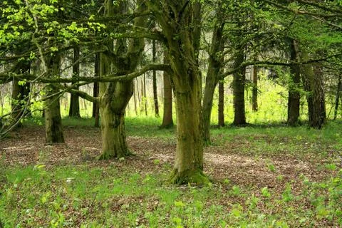 Forest in spring with sunshine Stock Photos