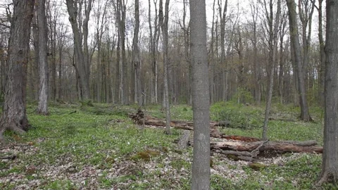 Forest in Spring Time Stock Footage 153918706