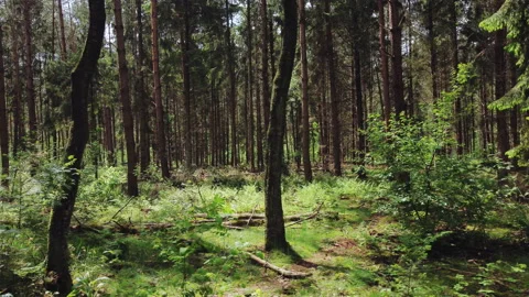 Forest at spring with trees with fresh green leaves. Stock Footage 209151402