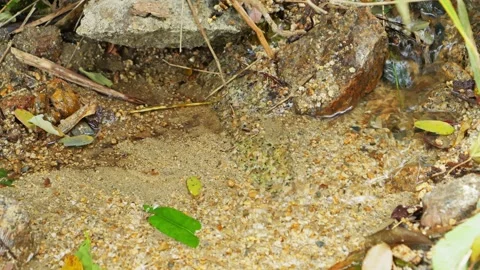 Forest spring water, clear and beautiful moisture, healing Stock Footage 324852333