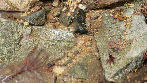 Forest spring water, healing clean water resources, environment, ecology Stock Footage 325383228