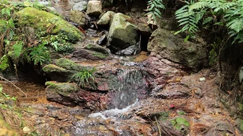 Forest spring water, healing clean water resources, environment, ecology Stock Footage 325383309