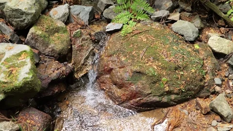 Forest spring water, healing clean water resources, environment, ecology Stock Footage 325383321