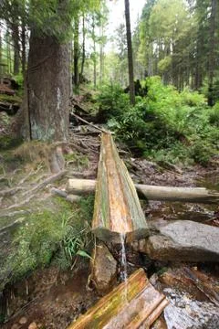 Forest spring water 스톡 사진