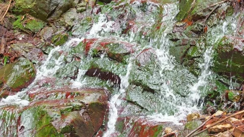 In the forest, spring water, ponds, clear water, rivers, healing resources Stock Footage 325063019