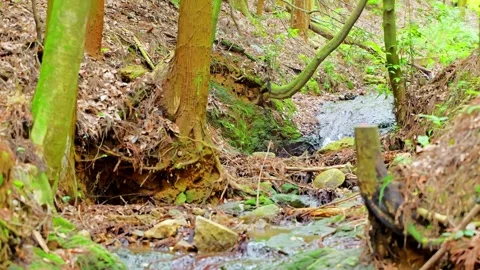 In the forest, spring water, ponds, clear water, rivers, healing resources Stock Footage 325063020