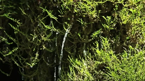 Forest spring waterfall running over mossy rocks Stock Footage 48380042