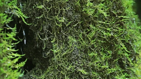 Forest spring waterfall running over mossy rocks Stockbeeldmateriaal 48380302