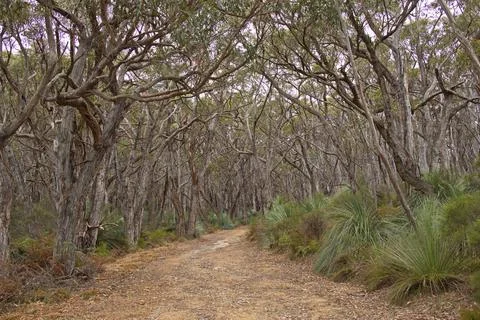 Forest at Spring Wildflower Walk in Deep Creek National Park, South Australia Stock Photos