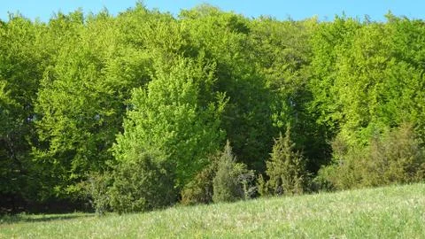 Forest in springtime with first green leaves Stock Photos
