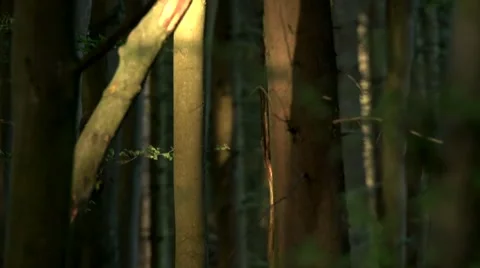 Forest in springtime - germany Stock Footage 51388531