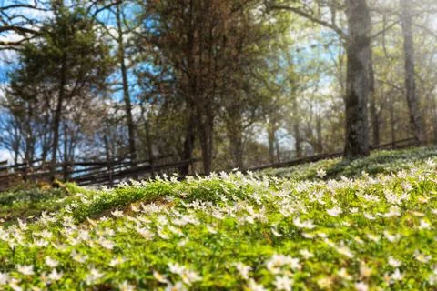 Forest in the springtime Foto stock