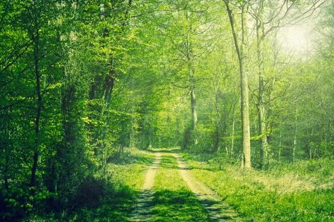 Forest in the springtime Stock Photos