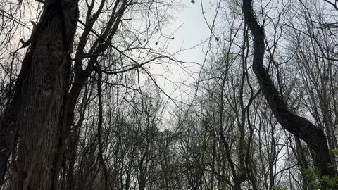 Forest in springtime with trees sprouting leaves Vídeos de archivo 343561369