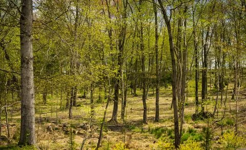 Forest in Springtime With Young and Old Trees Coming to Life Foto stock