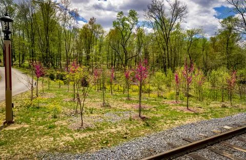 Forest in Springtime With Young and Old Trees Coming to Life Stock Photos