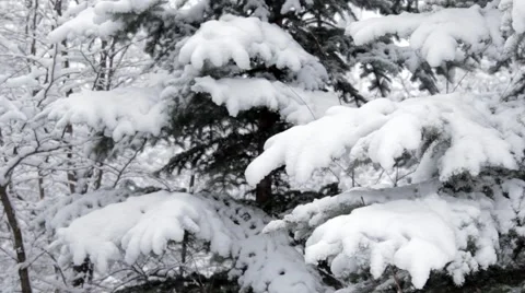 Forest Spruce In Snow   Stock Footage 47621064