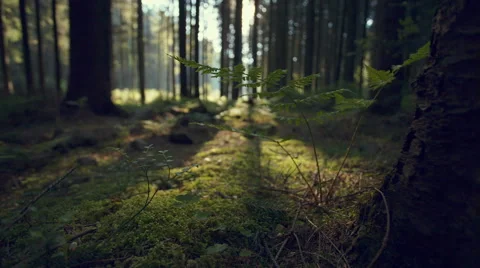 Forest of Spruce Trees Illuminated by Sunbeam, Moss Covered Forest Floor Stock Footage