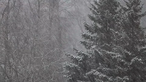 Forest with spruce trees in a snowstorm Vídeos de archivo 58501774
