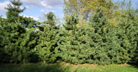 Forest with Spruces and Birches Stock Footage 278286779
