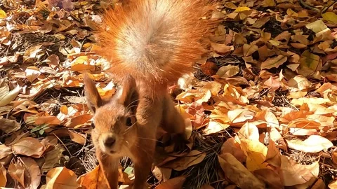 Forest squirrel and nuts. Squirrel in the autumn forest. Stock Footage 219325903