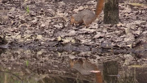 Forest squirrel eating a nut reflecting on water Stock Footage 90062570