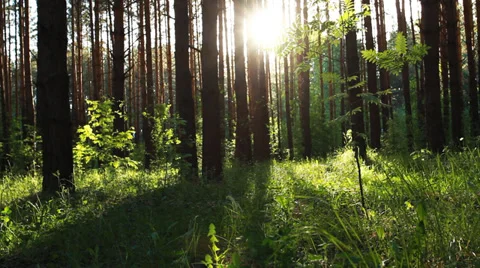 Forest. Squirrel in a Grass. Stock Footage 39828765